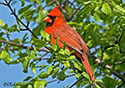 Cardinalis cardinalis